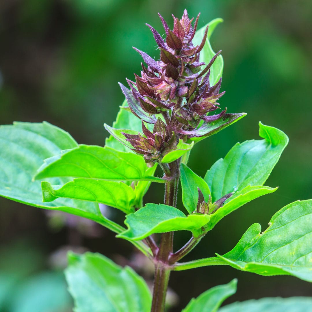 Holy Basil Leaf Extract, stress support