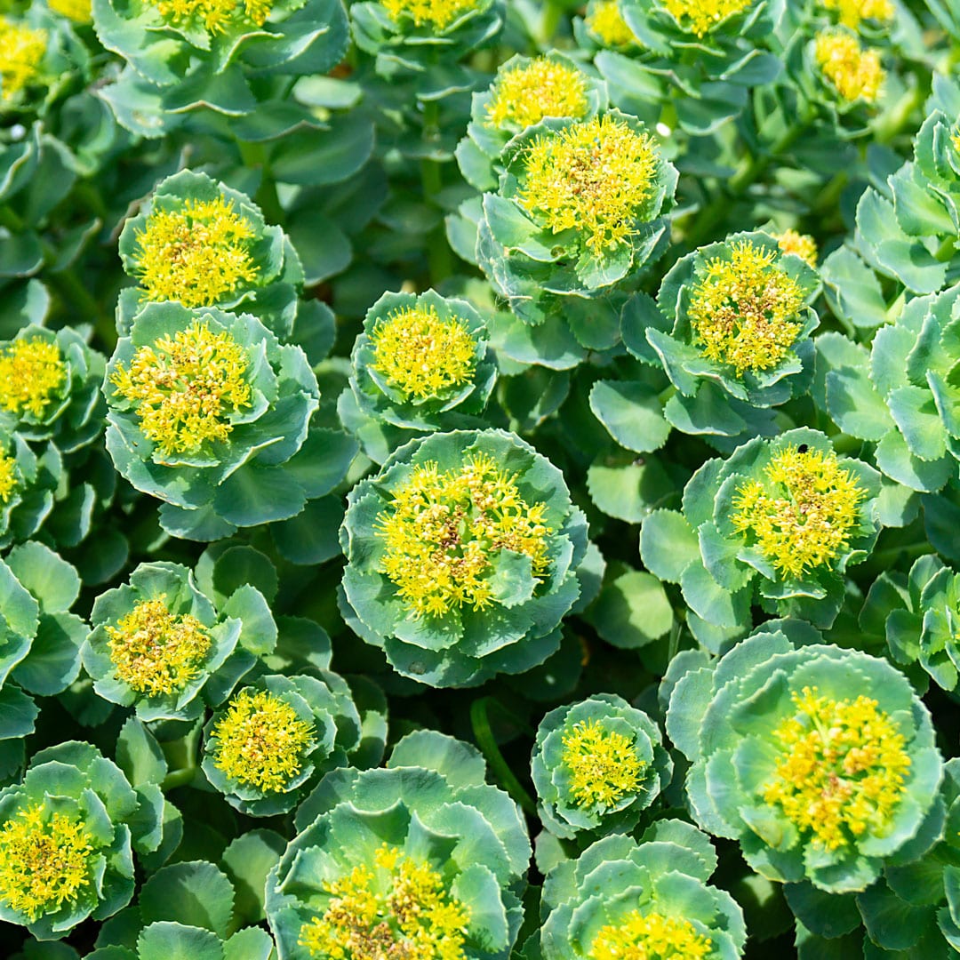 Rhodiola Root, Stress Less